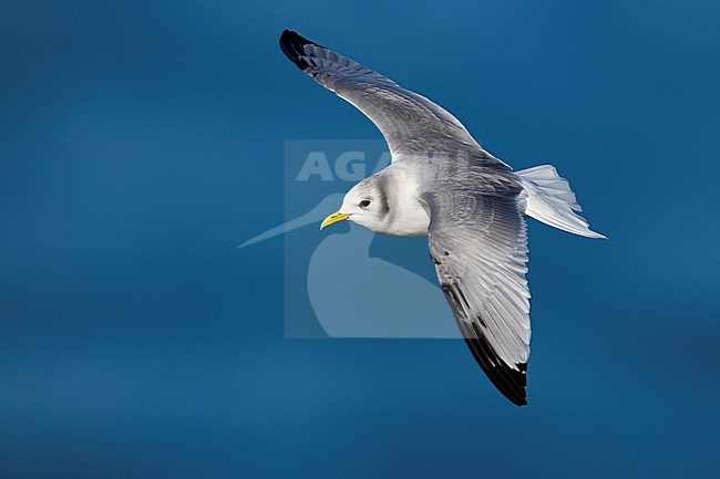 Black-legged Kittiwake, Rissa tridactyla, wintering in Italy. stock-image by Agami/Daniele Occhiato,