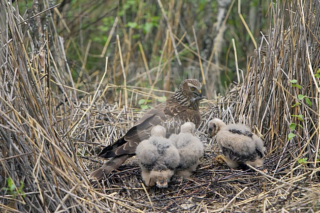 Blauwe Kiekendief; Hen Harrier; Circus cyaneus stock-image by Agami/Jari Peltomäki,