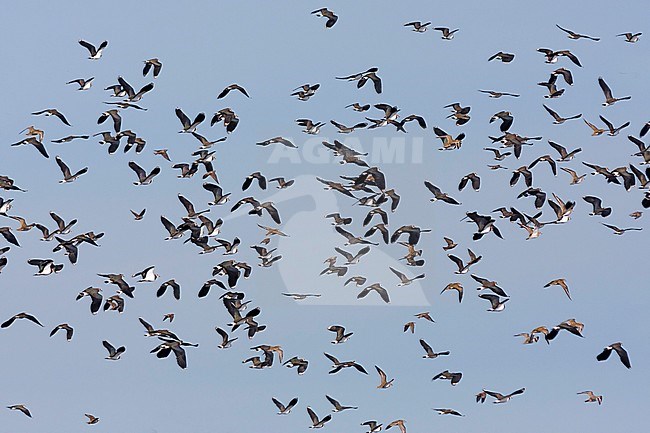 Eurasian Golden Plover - Goldregenpfeifer - Pluvialis apricaria, Germany, with Lapwings stock-image by Agami/Ralph Martin,