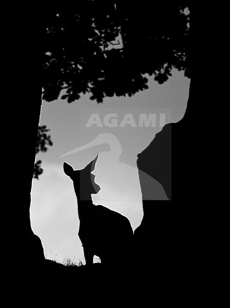 Black-and-white image of a female Red Deer (Cervus elaphus) standing in a gap in the forest. stock-image by Agami/Danny Green,