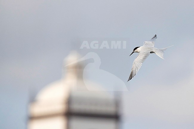 Adult Roseate Tern (Sterna dougallii) fishing in Ponta Delgada Harbour on the island Terceira in the Azores. stock-image by Agami/David Monticelli,