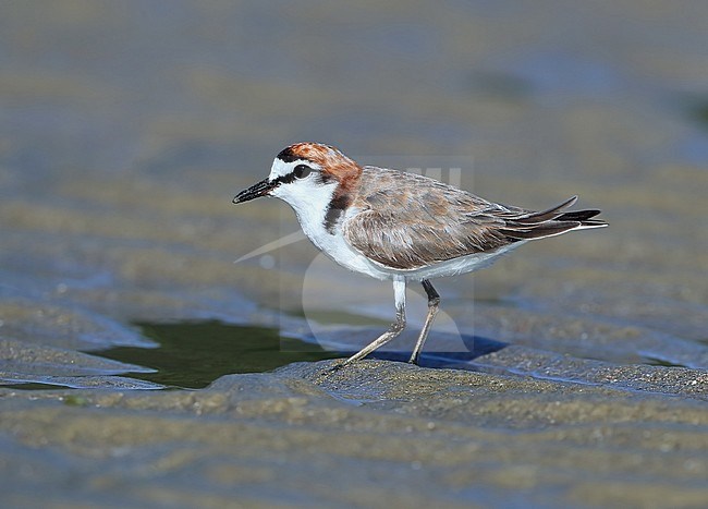 Adult male Red-capped Plover (Charadrius ruficapillus) standing on Noah beach at Cap Tribulation in Queensland, Australia. stock-image by Agami/Aurélien Audevard,
