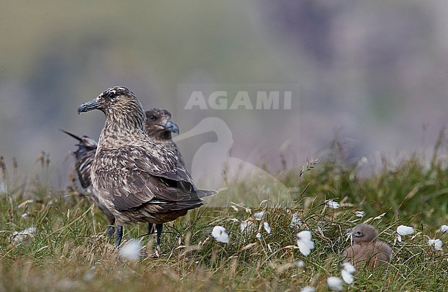Two adult Great Skuas (Catharacta skua) during summer in the Shetland islands in Scotland. Standing at their nest holding one chick. stock-image by Agami/Markus Varesvuo,