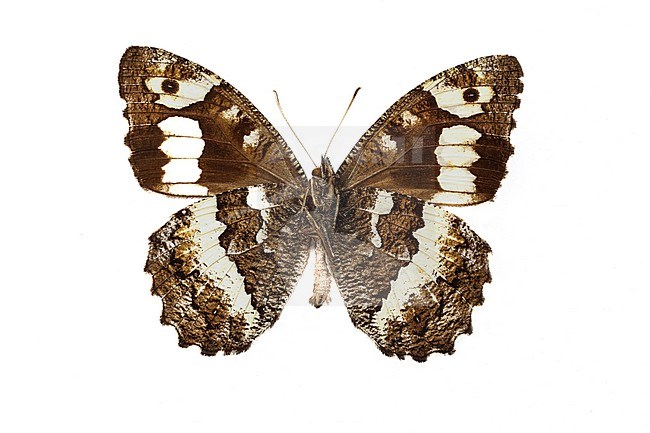 Great Banded Grayling, Brintesia circe stock-image by Agami/Wil Leurs,