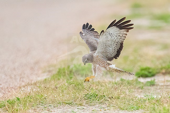 Adult male
Galveston Co., TX
May 2023 stock-image by Agami/Brian E Small,