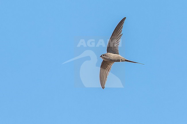 African Palm-Swift (Cypsiurus parvus myochrous) flying over Krüger NP, South Africa. stock-image by Agami/Vincent Legrand,