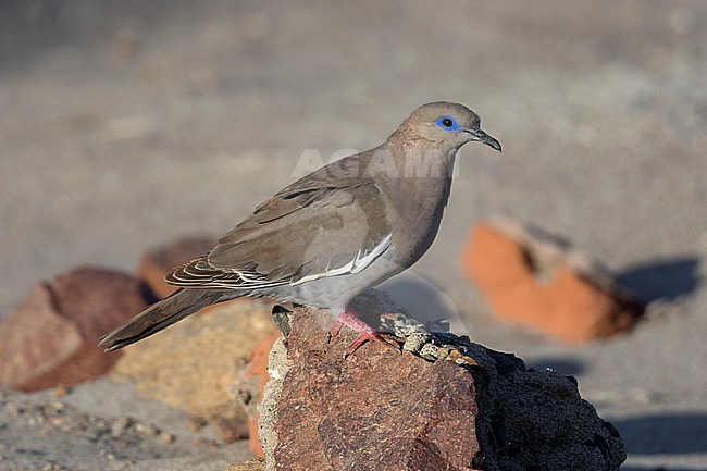 West Peruvian Dove (Zenaida meloda) at Paracas, Peru. stock-image by Agami/Tom Friedel,