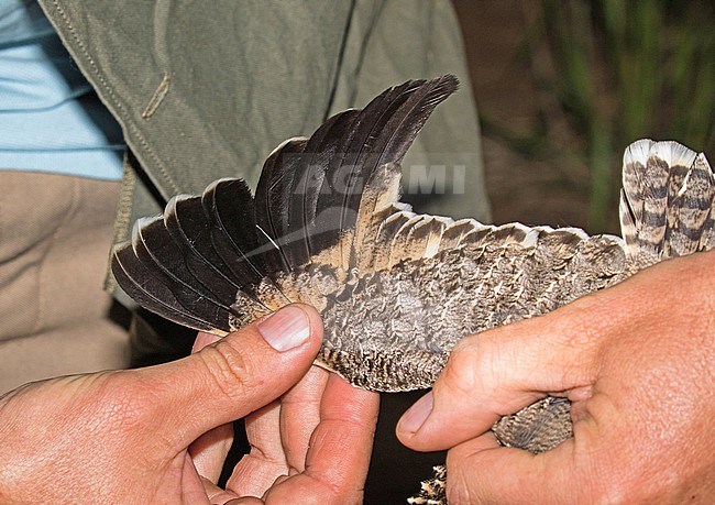 Caught Sickle-winged Nightjar (Eleothreptus anomalus) in Paraguay. Showing unique wing shape. stock-image by Agami/Pete Morris,