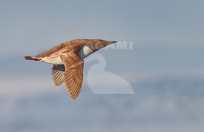 Guillemot (Uria aalge) Norway VardÃ¶ March 2016 stock-image by Agami/Markus Varesvuo,