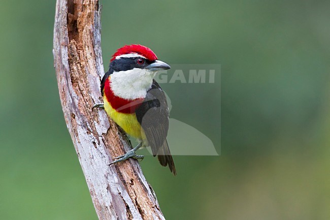 Roodbandbaardvogel, Scarlet-banded Barbet, Capito wallacei stock-image by Agami/Dubi Shapiro,