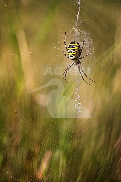 Wespenspin; Wasp Spider stock-image by Agami/Rob Olivier,