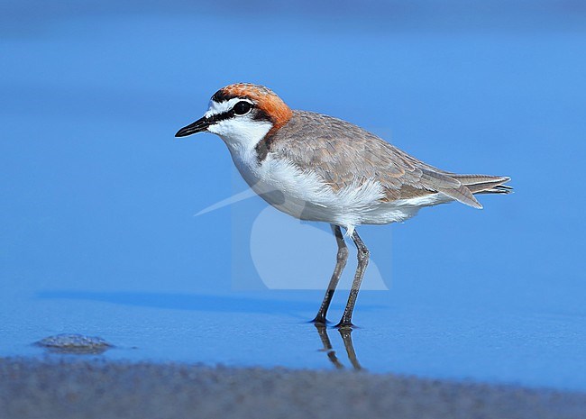 Adult male Red-capped Plover (Charadrius ruficapillus) standing on Noah beach at Cap Tribulation in Queensland, Australia. stock-image by Agami/Aurélien Audevard,