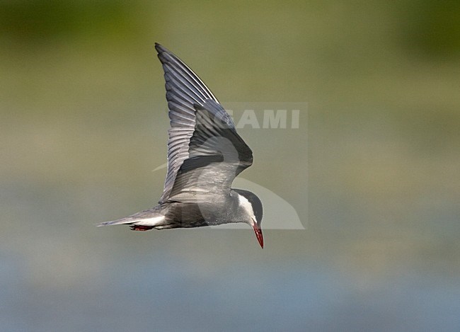Whiskered Tern adult summerplumage flying; Witwangstern volwassen zomerkleed vliegend stock-image by Agami/Marc Guyt,