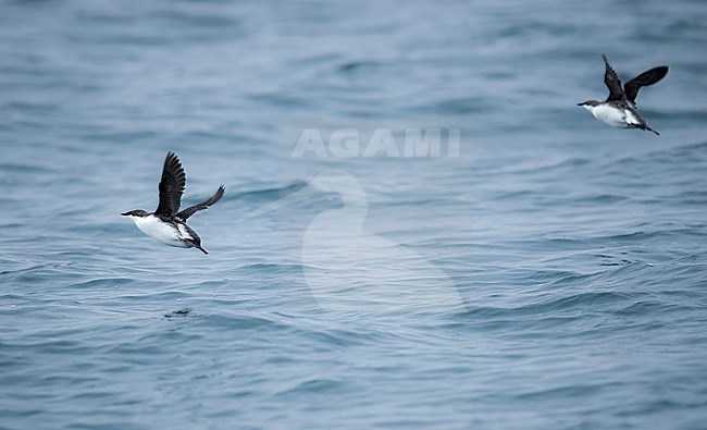 Wintering Long-billed Murrelet (Brachyramphus perdix) in Japan. stock-image by Agami/Yann Muzika,