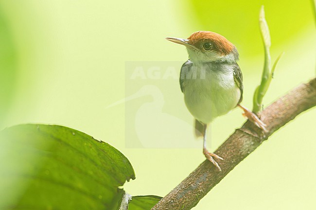 Rufous-tailed Tailorbird (Orthotomus sericeus) Perched on a branch in Borneo stock-image by Agami/Dubi Shapiro,