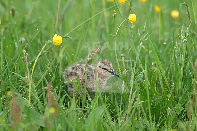 Juvenile Black-tailed Godwit (Limosa limosa) in a dutch meadow stock-image by Agami/Renate Visscher,