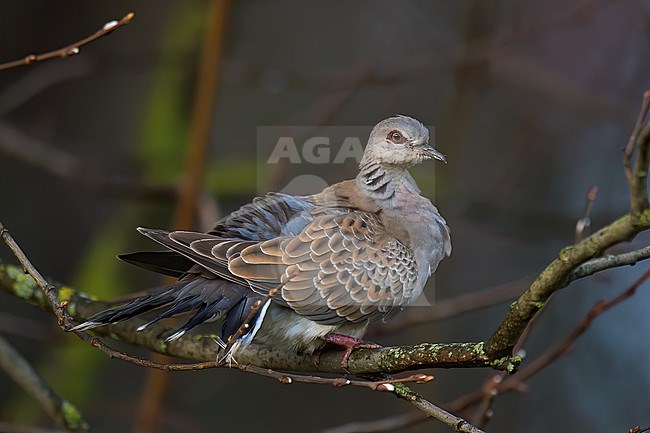 European Turtle Dove (Steptopelia turtur), young bird perched on a branch in Finland stock-image by Agami/Kari Eischer,