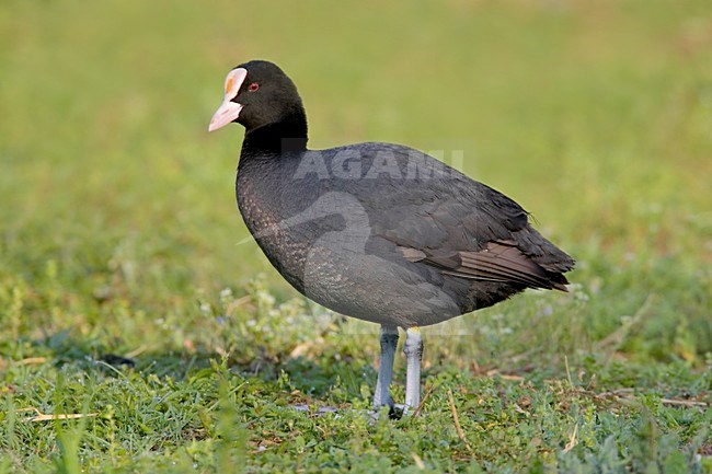 Meerkoet op de kant; Eurasian Coot at water edge stock-image by Agami/Daniele Occhiato,