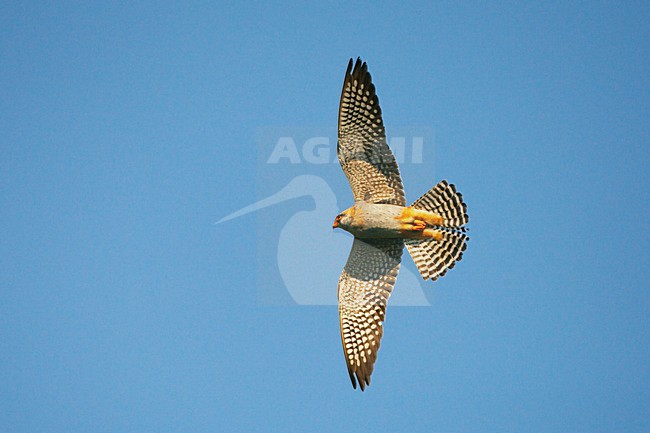 Roodpootvalk, Red-Footed Falcon, Falco vespertinus stock-image by Agami/Jari Peltomäki,