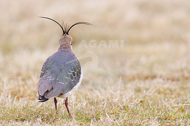 Volwassen Kievit in winterkleed; Non-breeding adult Northern Lapwing stock-image by Agami/Menno van Duijn,