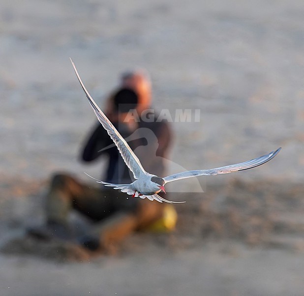 Adult Common Tern, Sterna hirundo, in flight. Fishing in the old Rhine outlet in the North Sea at Katwijk, Netherlands. stock-image by Agami/Marc Guyt,