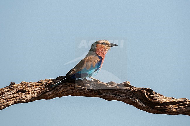 A lilac-breasted roller, Coracias caudatus, perched on a tree branch. Chobe National Park, Botswana. stock-image by Agami/Sergio Pitamitz,