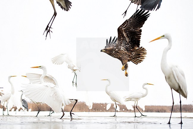 Zeearend tussen de Grote Zilverreigers; White-tailed Eagle between the Great Egrets stock-image by Agami/Bence Mate,