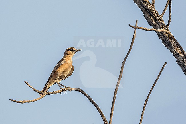 Heuglin's Wheatear (Oenanthe heuglinii) in Cameroon. stock-image by Agami/Pete Morris,