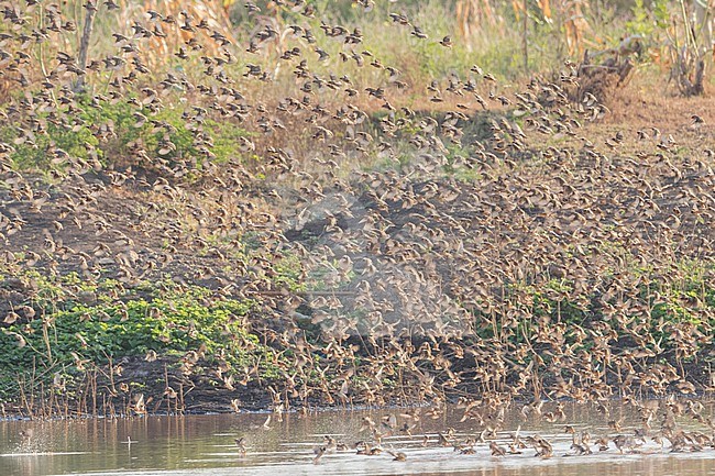 Red-billed Quelea (Quelea quelea) big flock in Tanzania. stock-image by Agami/Dubi Shapiro,
