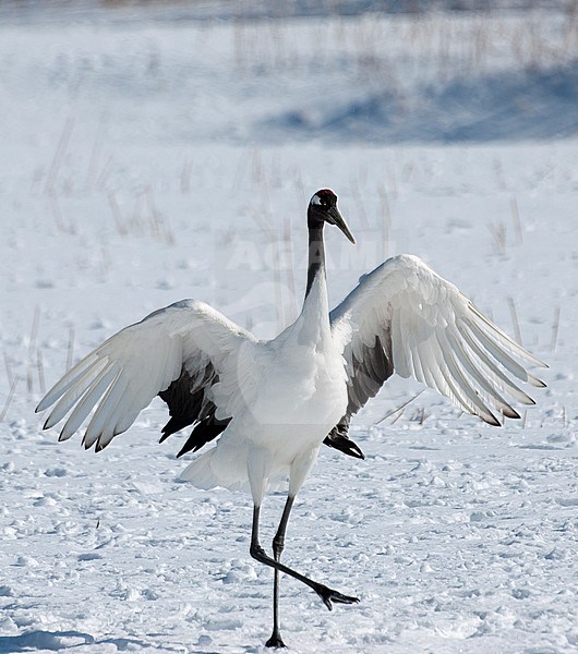 Red-crowned Crane (Grus japonensis) in the snow at Hokkaido (Japan) stock-image by Agami/Roy de Haas,