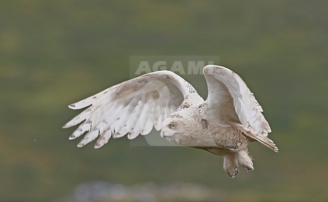 Snowy Owl adult flying; Sneeuwuil volwassen vliegend stock-image by Agami/Jari Peltomäki,