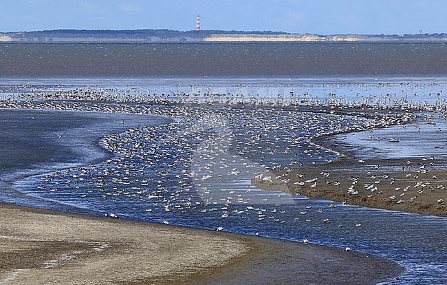 De Waddenzee is een belangrijk ruigebied voor de bergeend. In de achtergrond is de vuurtoren van Ameland te zien.  For the Common Shelduck the Dutch Waddenzee is a very important area for moulting their feathers. In the background is the lighthouse on Ameland. stock-image by Agami/Jacques van der Neut,