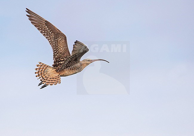 Wintering Bristle-thighed Curlew, Numenius tahitiensis. Photographed during a Pitcairn Henderson and The Tuamotus expedition cruise. stock-image by Agami/Pete Morris,