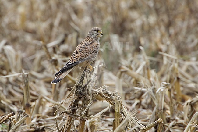 Common Kestrel perched; Torenvalk zittend stock-image by Agami/Daniele Occhiato,