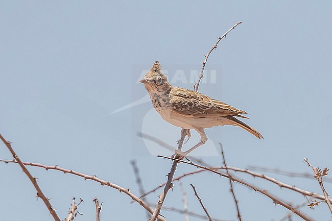Juvenile Maghreb Lark (Galerida macrorhyncha) perched in a tree between Dakhla and Aousserd in Western Sahara. stock-image by Agami/Vincent Legrand,