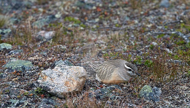 Broedende Morinelplevier, Eurasian Dotterel breeding stock-image by Agami/Markus Varesvuo,