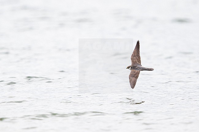 A second calendar year Eurasian Hobby (Falco subbuteo) hunting above the a lake in southern Bavaria. stock-image by Agami/Mathias Putze,