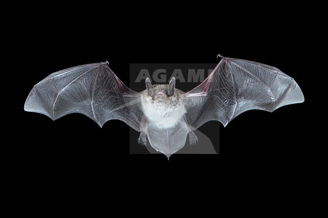 Meervleermuis, Pond bat, Myotis dasycneme stock-image by Agami/Theo Douma,