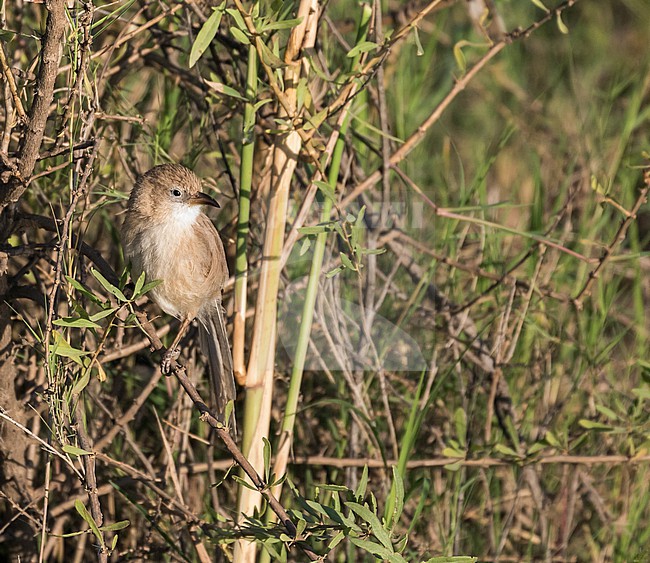 Iraq babbler (Argya altirostris) in Iran. stock-image by Agami/Pete Morris,