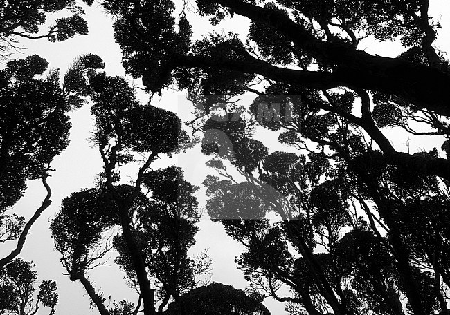 Canopy of old growth woodland of Southern Rata (Metrosideros umbellata) on Enderby Island, part of the Auckland Islands, New Zealand. The island is cleared of introduced species. stock-image by Agami/Marc Guyt,