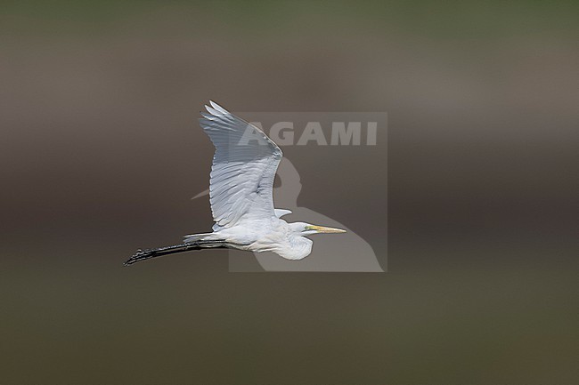 Adult African Great White Egret (Ardea alba melanorhynchos) aka African White Egret  flying over Barragem de Poilao, Santiago, Cape Verd. stock-image by Agami/Vincent Legrand,