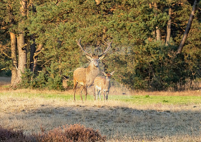 Red Deer (Cervus elaphus) during rutting season on the Veluwe, Netehrlands stock-image by Agami/Roy de Haas,