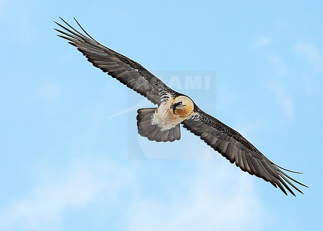 Adult Bearded Vulture (Gypaetus barbatus) flying over Gemmipass Switzerland. stock-image by Agami/Edwin Winkel,
