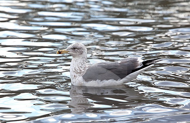 Lesser Black-backed Gull (Larus fuscus graelsii), third-winter swimming on a urban pond in Engeland. stock-image by Agami/Andy & Gill Swash ,