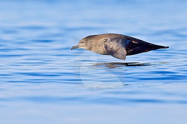 Sooty Shearwater (Puffinus griseus) flying off the coast of Victoria, BC, Canada. stock-image by Agami/Glenn Bartley,