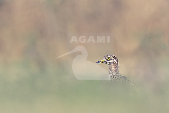Stone Curlew walking through grass in mysterious light stock-image by Agami/Onno Wildschut,