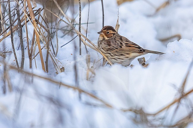Little Bunting (Emberiza pusilla) perched in Hoegaarden, Vlaams Brabant, Belgium. stock-image by Agami/Vincent Legrand,