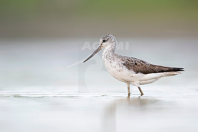 Common Greenshank - Grünschenkel - Tringa nebularia, Germany, adult stock-image by Agami/Ralph Martin,
