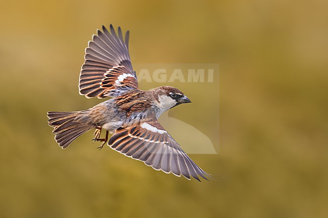 Italian Sparrow, Passer italiae, in Italy. Male in flight. stock-image by Agami/Daniele Occhiato,