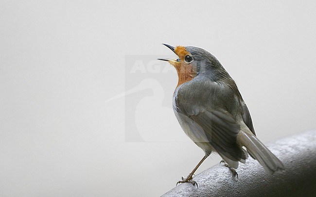 Canary Islands Robin (Erithacus rubecula superbus) perched on a branch at Tenerife, Canary Islands, Spain stock-image by Agami/Helge Sorensen,